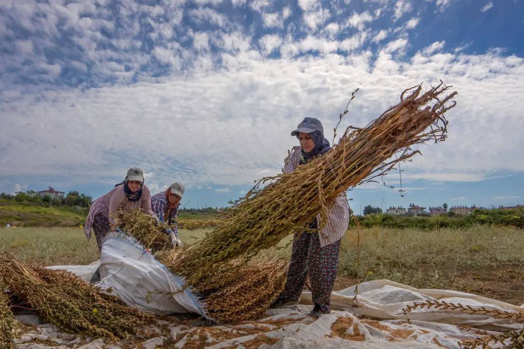 Manavgat Altın Susamının İzinde 1